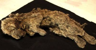 Сохранились даже усы: в Сибири нашли львенка из ледникового периода - focus.ua - Россия - Украина - респ. Саха - Сибирь