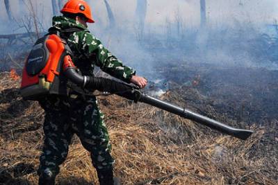 В Приморье полностью потушили лесные пожары - lenta.ru - Приморье край - Дальнереченск