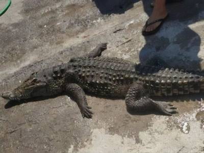 Крокодила, который неизвестно откуда взялся в Херсонской области, достали из водоема. Он погиб - gordonua.com - Украина - Херсонская обл.