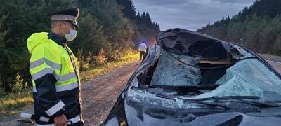 Под Нижним Тагилом в ДТП с лошадью пострадала семья, которая ехала на отдых - znak.com - Екатеринбург - Свердловская обл.