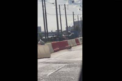 Петербуржец остановил движение на проспекте Обуховской Обороны и помог утке с утятами перейти дорогу - spb.mk.ru