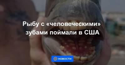 Рыбу с «человеческими» зубами поймали в США - news.mail.ru - США - Бразилия - шт.Флорида - шт. Массачусетс - Экология