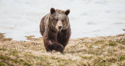 Самая одинокая медведица в мире умерла через несколько месяцев после спасения (фото, видео) - focus.ua - Украина - Крым - Швейцария