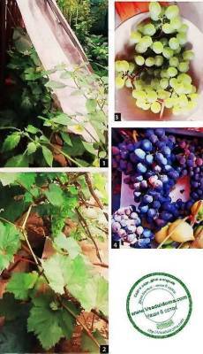 Выращивание винограда в Подмосковье – мои советы по посадке и уходу - skuke.net - Московская обл.
