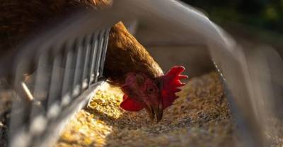 В Китае зафиксировали два случая заражения людей птичьим гриппом H5N6 - reendex.ru - Китай - Гонконг