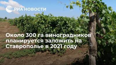 Около 300 га виноградников планируется заложить на Ставрополье в 2021 году - smartmoney.one - Ставрополье