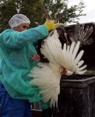 В Тюменской области фермер нарушил карантин, введенный из-за опасной болезни у птиц - nakanune.ru - Тюменская обл.