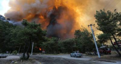 Эрдоган - Фахреттин Коджа - Эрдоган заявил, что посадит 250 млн деревьев вместо сгоревших при лесных пожарах - ru.armeniasputnik.am - Армения - Турция - Turkey - провинция Анталья