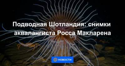 Подводная Шотландия: снимки аквалангиста Росса Макларена - news.mail.ru - Австралия - Шотландия