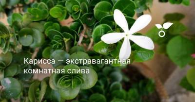 Карисса — экстравагантная комнатная слива - skuke.net - Австралия - Гонконг - Гонконг - Филиппины - штат Гавайи - Багамы