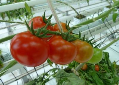 Почему помидоры в теплице имеют внутри белые жесткие прожилки и твердую сердцевину - skuke.net