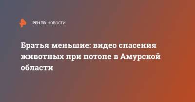Братья меньшие: видео спасения животных при потопе в Амурской области - ren.tv - Амурская обл.