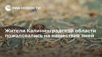 В Калининградской области зафиксировали нашествие змей - ria.ru - Москва - Россия - Калининград - Калининградская обл.