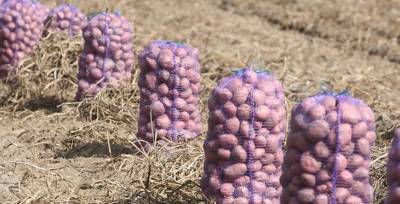 Белгидромет: погодные условия для формирования урожая картофеля благоприятные - grodnonews.by - Белоруссия