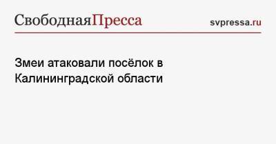 Змеи атаковали посёлок в Калининградской области - svpressa.ru - Калининград - Калининградская обл.