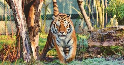 Тигр загрыз работника сафари-парка в Чили - ren.tv - Австралия - Чили - Сантьяго