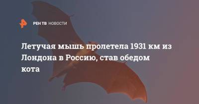 Летучая мышь пролетела 1931 км из Лондона в Россию, став обедом кота - ren.tv - Россия - Англия - Лондон - Великобритания