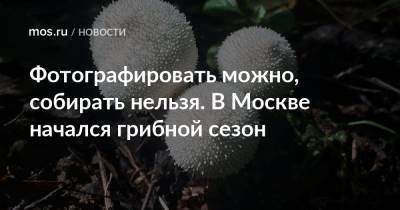 Фотографировать можно, собирать нельзя. В Москве начался грибной сезон - mos.ru - Москва - Экология