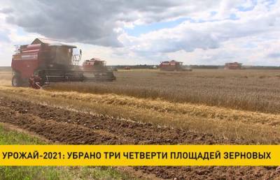 Урожай-2021: убрано 3/4 площадей зерновых - ont.by - Белоруссия