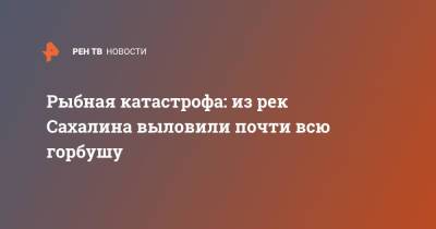 Рыбная катастрофа: из рек Сахалина выловили почти всю горбушу - ren.tv - Сахалинская обл. - Сахалин