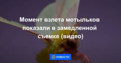 Анна Лысенко - Момент взлета мотыльков показали в замедленной съемке (видео) - news.mail.ru - шт.Северная Каролина