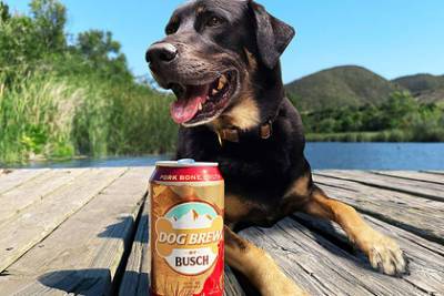 В США выпустили пиво для собак - lenta.ru - Россия - США