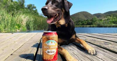 Заменяющее корм пиво для собак выпустили в США - ren.tv - США