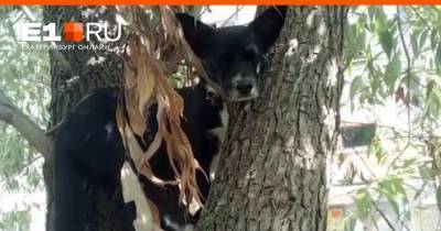 В Екатеринбурге зоозащитники спасли с дерева... собаку. Публикуем видео с высоты двух этажей - e1.ru - Екатеринбург