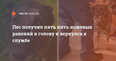 Пес получил пять пять ножевых ранений в голову и вернулся к службе - ren.tv - Англия - Великобритания