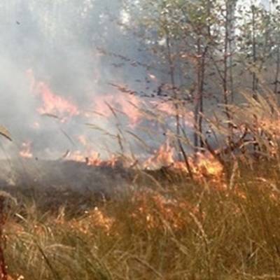 Лесной пожар на западе природного заповедника "Шайтан-Тау" - radiomayak.ru - Оренбург - Оренбургская обл. - Интерфакс