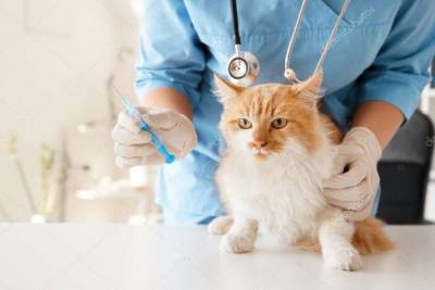 Правда и мифы о вакцинации кошек - skuke.net