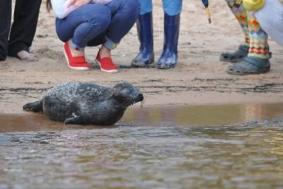 Лапушку и еще четырех нерпят вернут в водные просторы Ладожского озера - spb.mk.ru - Санкт-Петербург