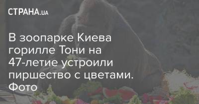 В зоопарке Киева горилле Тони на 47-летие устроили пиршество с цветами. Фото - strana.ua - Украина - Киев