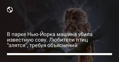 В парке Нью-Йорка машина убила известную сову. Любители птиц "злятся", требуя объяснений - liga.net - Украина - Нью-Йорк