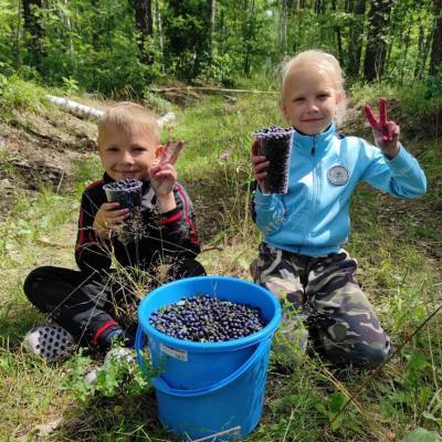 Как собрать молодость в лесу, или Чем полезна черника - ulpravda.ru - Ульяновская