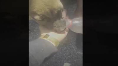 Видео: полицейские спасли щенка, запертого на стройке без воды - vesty.co.il - Израиль - Иерусалим
