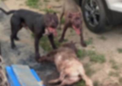 В Рязани питбули, выпущенные хозяином на улицу, разорвали собаку - ya62.ru - Рязань