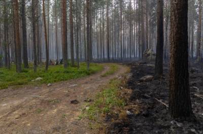 Никос Хардалиас - Власти Греции продлили до 13 августа запрет на посещение лесов - aif.ru - Греция