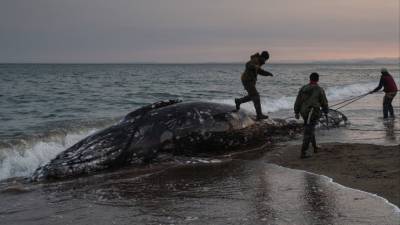 Сахалинцы спасли выброшенного на берег кита, перед этим чуть его не погубив - 5-tv.ru - Сахалинская обл.