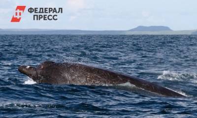Стало известно о состоянии кита, застрявшего у берегов Сахалина - fedpress.ru - Южно-Сахалинск - район Охинский
