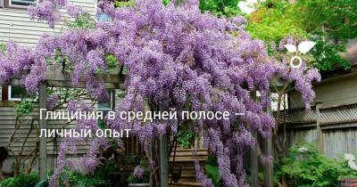 Глициния в средней полосе — личный опыт - skuke.net - США - Техас - штат Луизиана - штат Кентукки