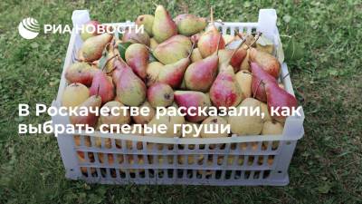 Роскачество: спелость груши можно определить, надавив вблизи черешка - ria.ru - Москва - Краснодарский край