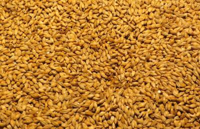 Ячмень держится на уровне пшеницы по темпам экспорта - agroportal.ua - Украина