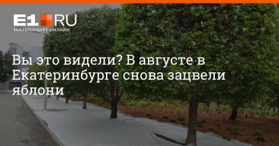 Вы это видели? В августе в Екатеринбурге снова зацвели яблони - e1.ru - Екатеринбург