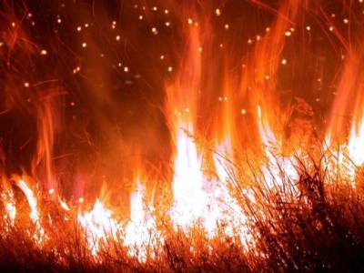 Фарит Гумеров - Жители Башкирии тушат лесной пожар ветками и ковриками (видео) - rosbalt.ru - Башкирия