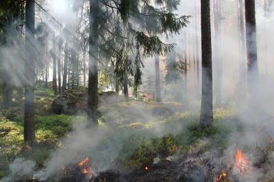 Пожары в Греции затронули более 65 тысяч гектаров земли - pnp.ru - Греция