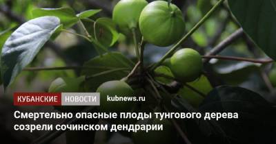 Смертельно опасные плоды тунгового дерева созрели сочинском дендрарии - kubnews.ru - Сочи - Краснодарский край - Экология