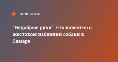 "Недобрые руки": что известно о жестоком избиении собаки в Самаре - ren.tv - Самара