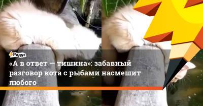 «А в ответ — тишина»: забавный разговор кота с рыбами насмешит любого - ridus.ru - Россия