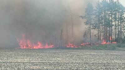 В Воронежской области загорелся лес: появилось видео - vestivrn.ru - Воронежская обл.